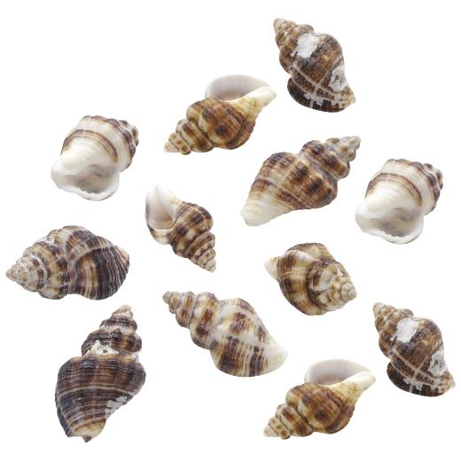 Seashell Rondells Knorr Prandell 2.5 x 2 cm Decorative Winkle Seashells - 25g Bag ...